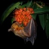 Kalon ramenaty - Cynopterus brachyotis - Lesser Short-nosed Fruit Bat 0772